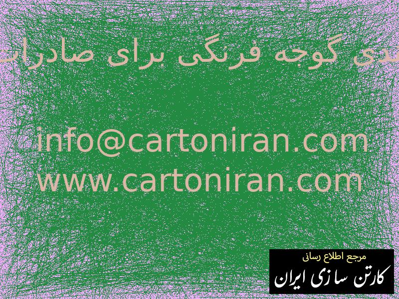 بسته بندی گوجه فرنگی برای صادرات